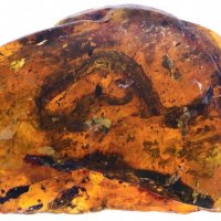 First Baby Snake From Dinosaur Era Found in Amber