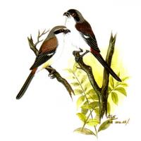 Burmese Shrike (Lanius collurioides)