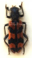 Sardinian Insects: Trichodes alvearius