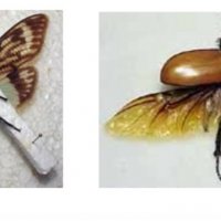 Piccolo manuale per preparare da soli i vostri insetti (parte 2)