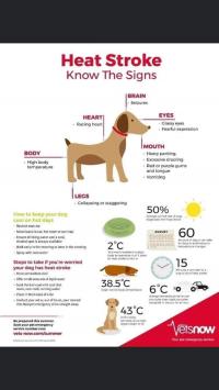 Heat stroke on dogs saving guide