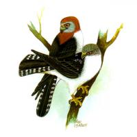 White-rumped Falcon (Polihierax insignis)