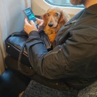 A cute passenger on the train today