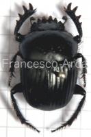 Sardinian Insects: Scarabaeus laticollis