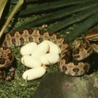 Survival Manual: Venomous Snakes and Mollusks (part 4)