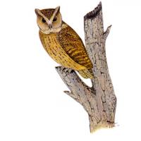 Collared Scops-Owl (Otus bakkamoena)