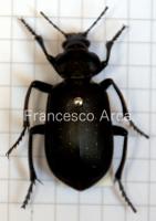 Sardinian Insects: Calosoma maderae