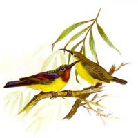 Brown-throated Sunbird (Anthreptes malacensis)