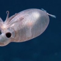 Spotted in the ocean depths a squid with a pig shape