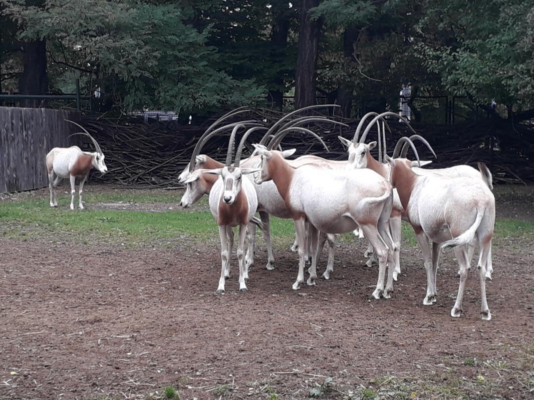 The zoo of Wrocław