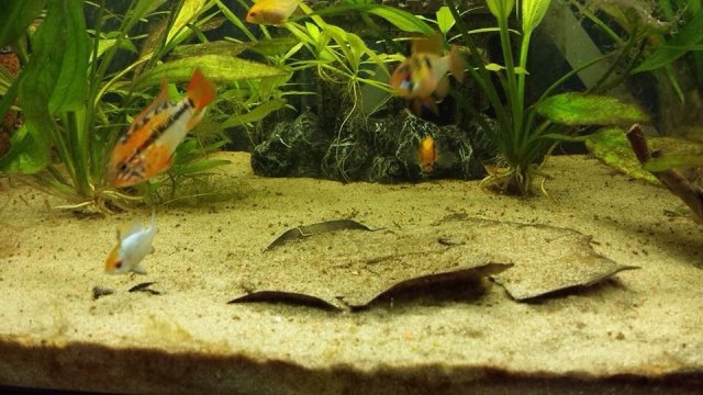 By carefully placing the sand on the bottom of the aquarium, it is possible to reproduce well the bo