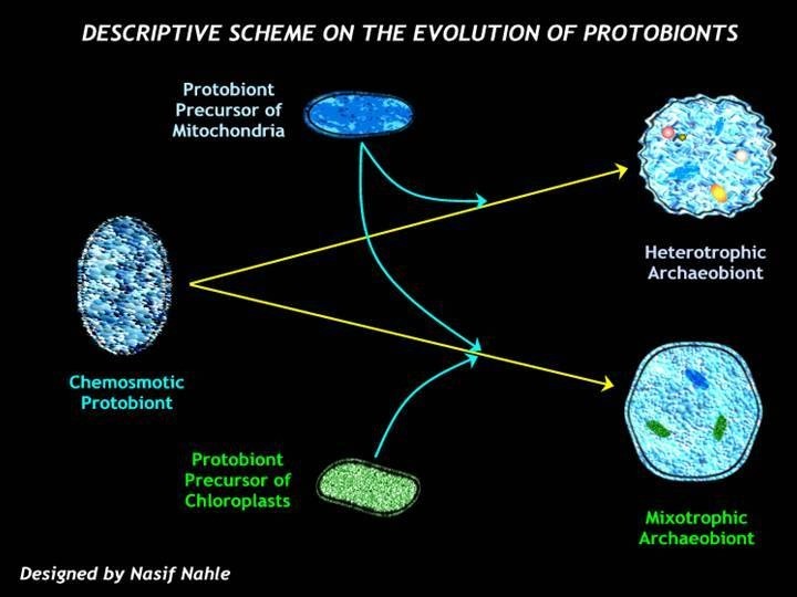 Descriptive scheme on the evolution of protobionts