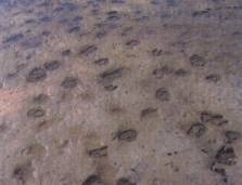 Fig. 6 Fossil footprints of livestock in Longeville (Vendée)