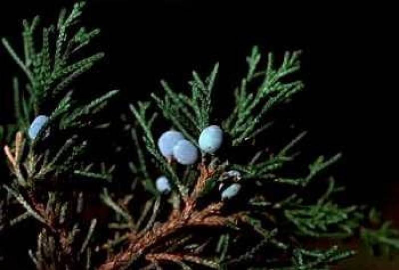 Juniper Juniperus species