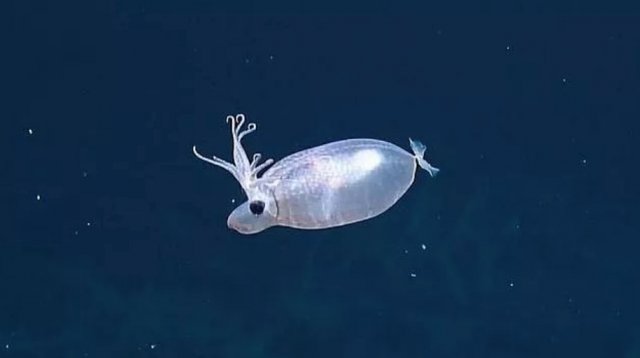 Spotted in the ocean depths a squid with a pig shape