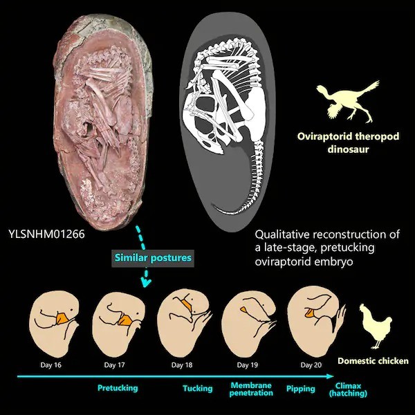 An egg fossil suggests that dinosaur embryos prepared to hatch like birds