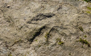 Fig. 5 Dinosaur footprint on the beach of Talmont (Vendée)