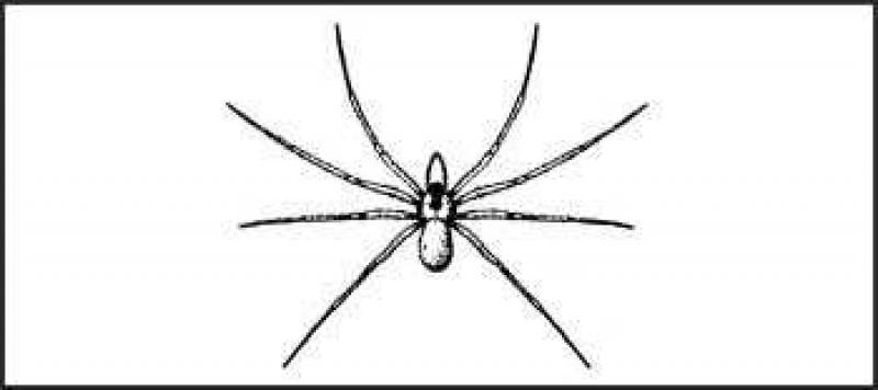 /* Brown house spider or brown recluse spider */ /_ Laxosceles reclusa _/