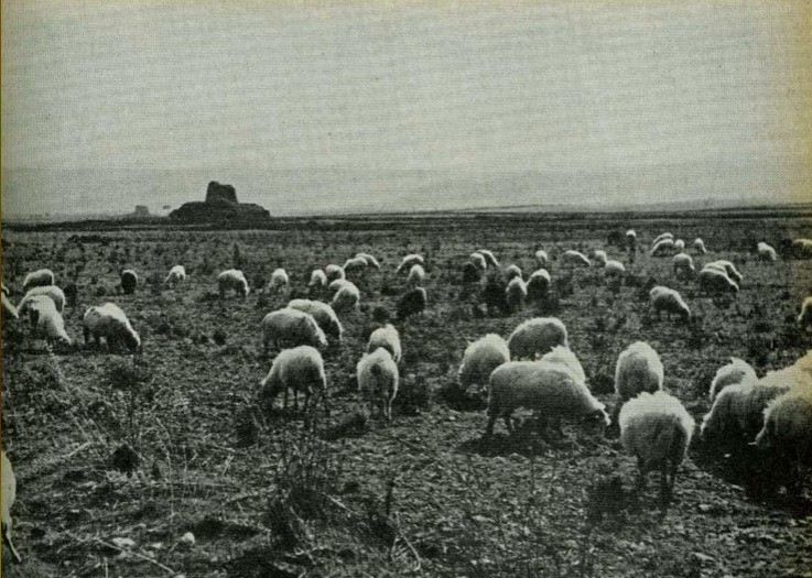 Sheep grazing in the Torralba plain: in the background the Santu Antine nuraghe, one of the best kno