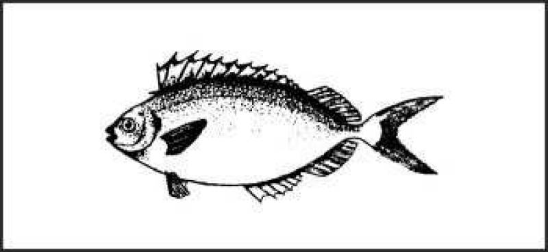 /* Siganus fish */ 