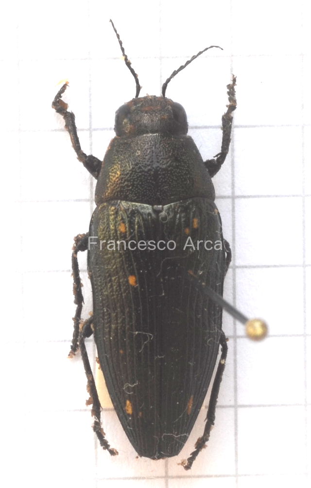 Sardinian Insects: Buprestis sp.