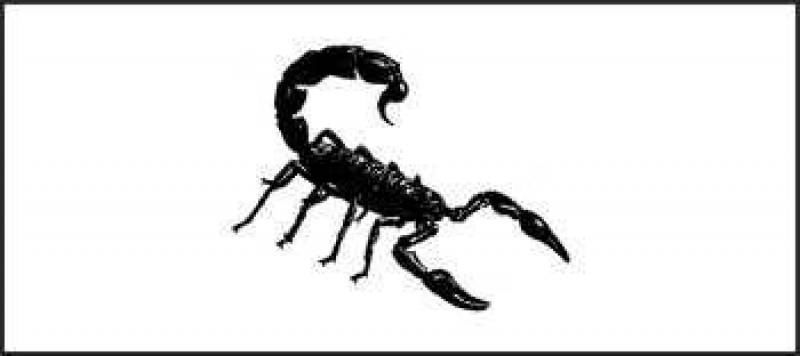 /* Scorpion */ /_ Scorpionidae _/ order 