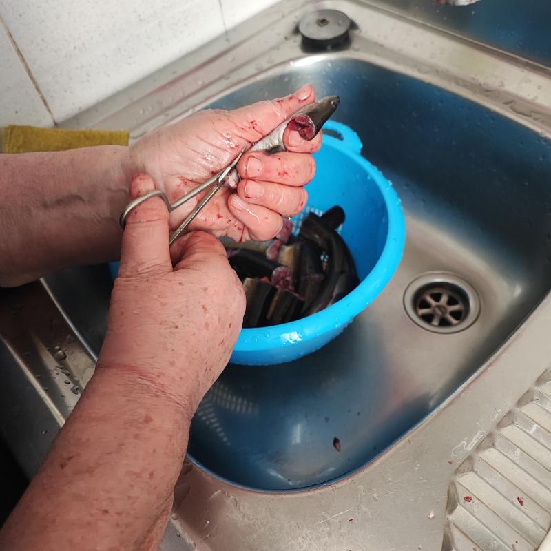 Aiutatevi con una forbicina per tagliare la pancia delle anguille e sventrarle