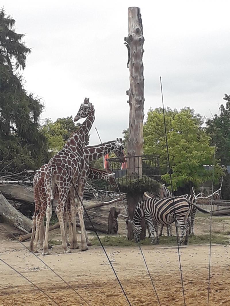 The zoo of Wrocław