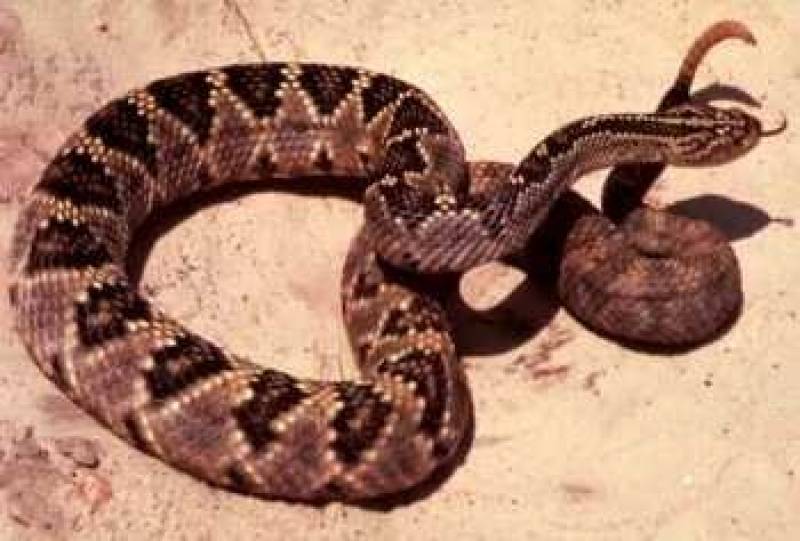 /* Tropical rattlesnake */ /_ Crotalus terrificus _/