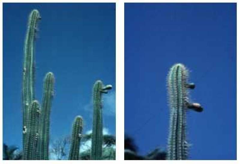 /* Cereus cactus */ /_ Cereus _/ species