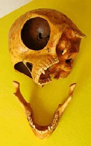 The skull of OLSTYKKE