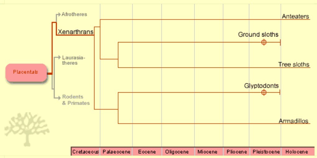 Mammals Family Tree