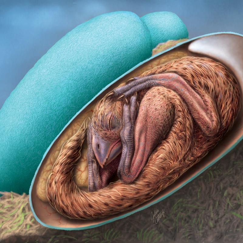 draw of a close-to-hatching dinosaur inside the egg