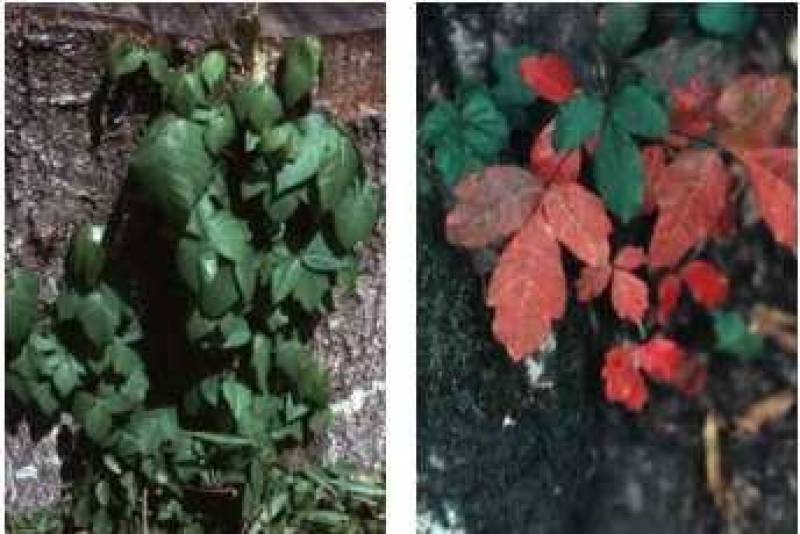 /* Poison ivy and poison oak */ /* Toxicodendron radicans */ and /* Toxicodendron diversibba */ Cash