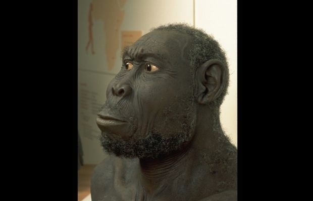 Fossils that have allowed us to (partially) reconstruct human evolution ...