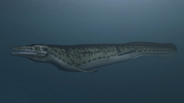 Illustration of a mosasaur, which dominated the seas 70 million years ago. The mosasaur has been des