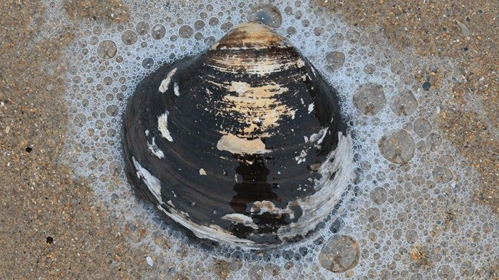 An oceanic clam exemplar