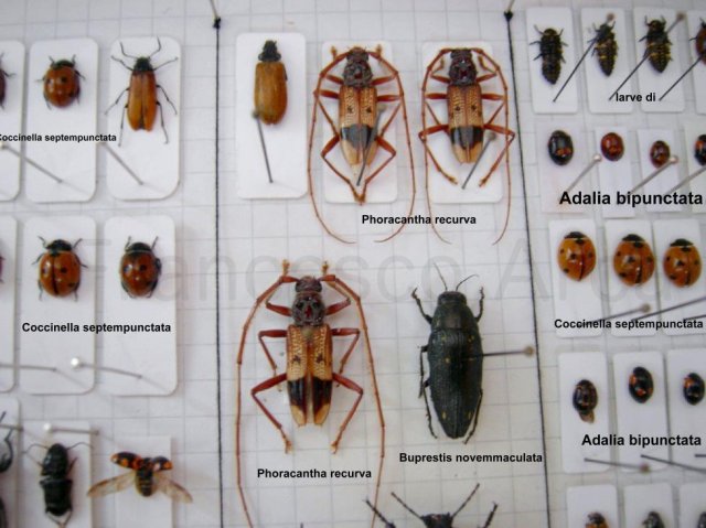 My Sardinian insect collection