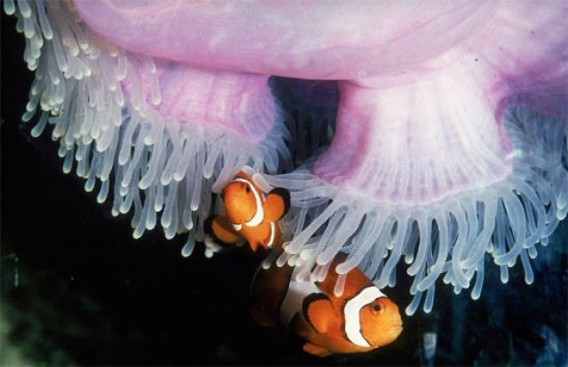 Two Clown Fish next to a Sea Anemone.