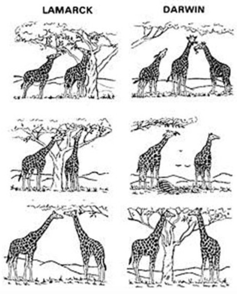 The evolution of the neck of giraffes as described by Lamarck and by Darwin.