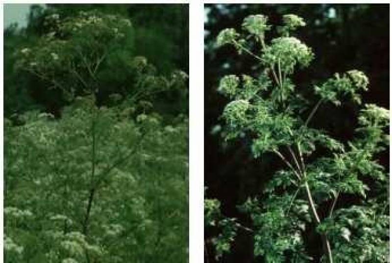 /* Poison hemlock, fool's parsley */ /_ Conium maculatum _/ <br>Parsley ( /_ Apiaceae _/ ) Famil