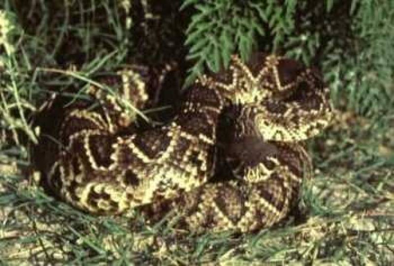 /* Eastern diamondback rattlesnake */ /_ Crotalus adamanteus _/