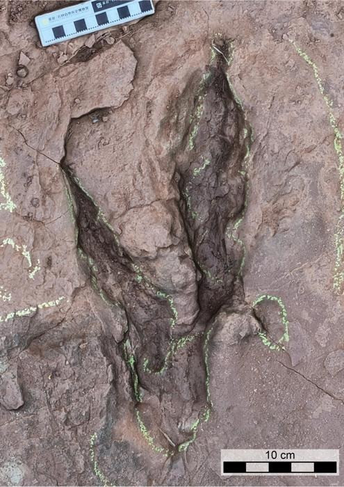 Gigantic Velociraptor footprints found in China