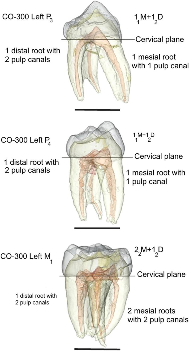 Reconstruction of the left P3 to M1 of CO 300, showing the root, root canal and pulp chamber configu