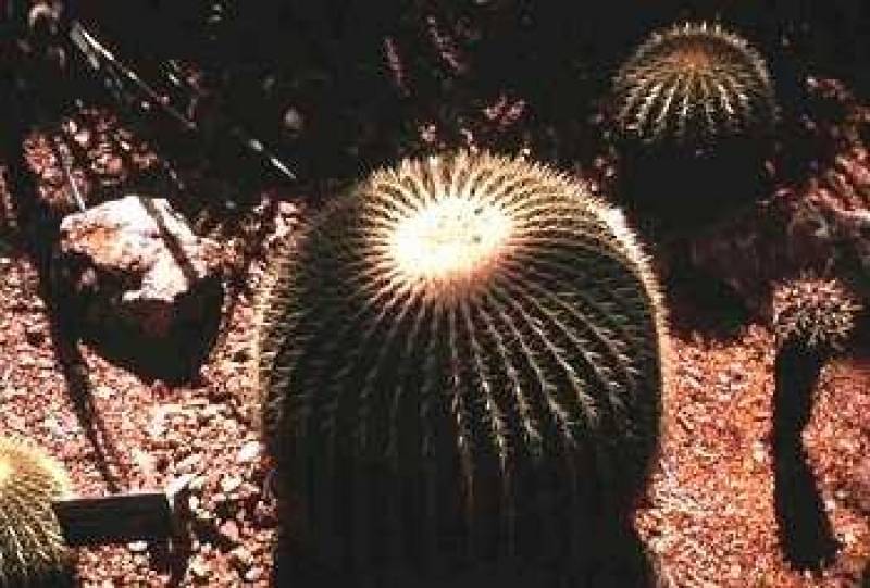 Pincushion cactus Mammilaria species