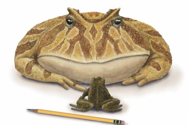 The Beelzebufo, the giant prehistoric frog