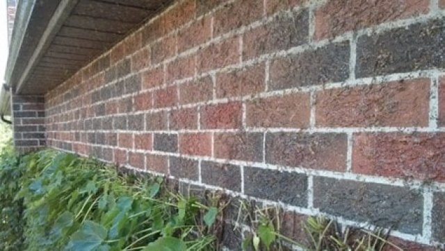 Fig.5: Ivy on Surface of Brick Masonry Wall