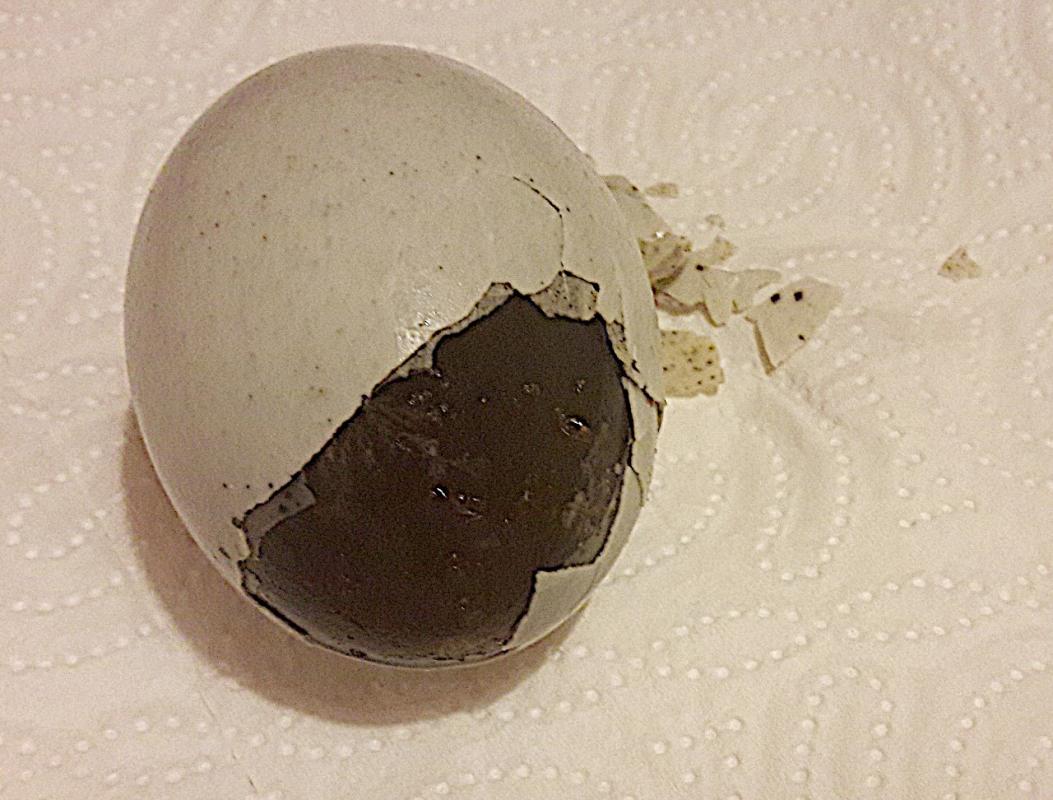 Century eggs from asia