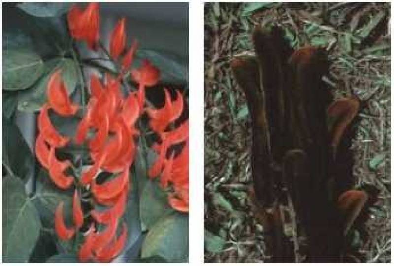 /* Cowhage, cowage, cowitch */ /_ Mucuna pruritum _/ <br>Leguminosae ( /_ Fabaceae _/ ) Family