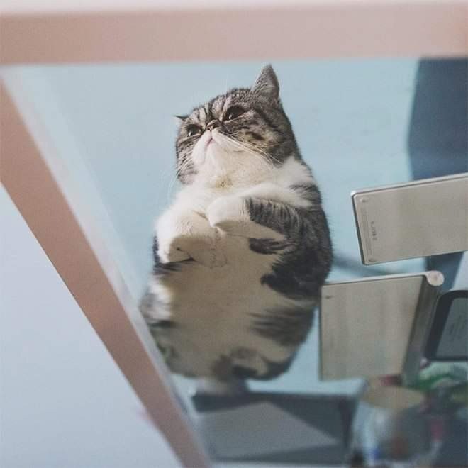 Cat on a table